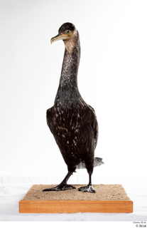 Double-crested cormorant Phalacrocorax auritus whole body 0003.jpg